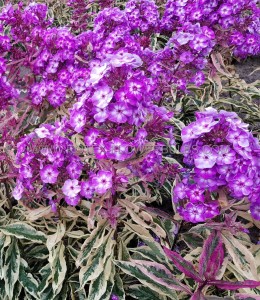 Phlox Paniculata ‘Olympus‘ I (25 p.Bag)