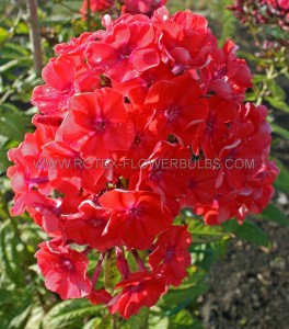 Phlox Paniculata ‘Orange Perfection‘ I (25 Loose p.Open Top Box)