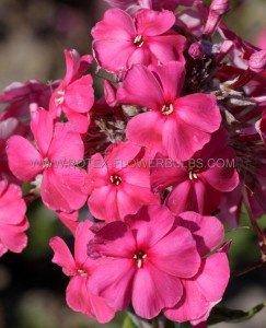 Phlox Paniculata ‘Tenor‘ I (25 Loose p.Open Top Box)