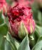tulipa double late ice cream strawberry 12 cm 10 premium pkgsx 3