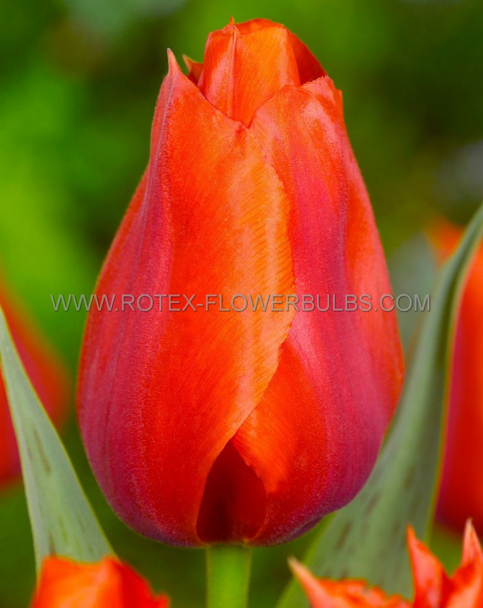 premium tulipa pkgs greigii giant orange sunset 15 cm 10 pkgsx 3