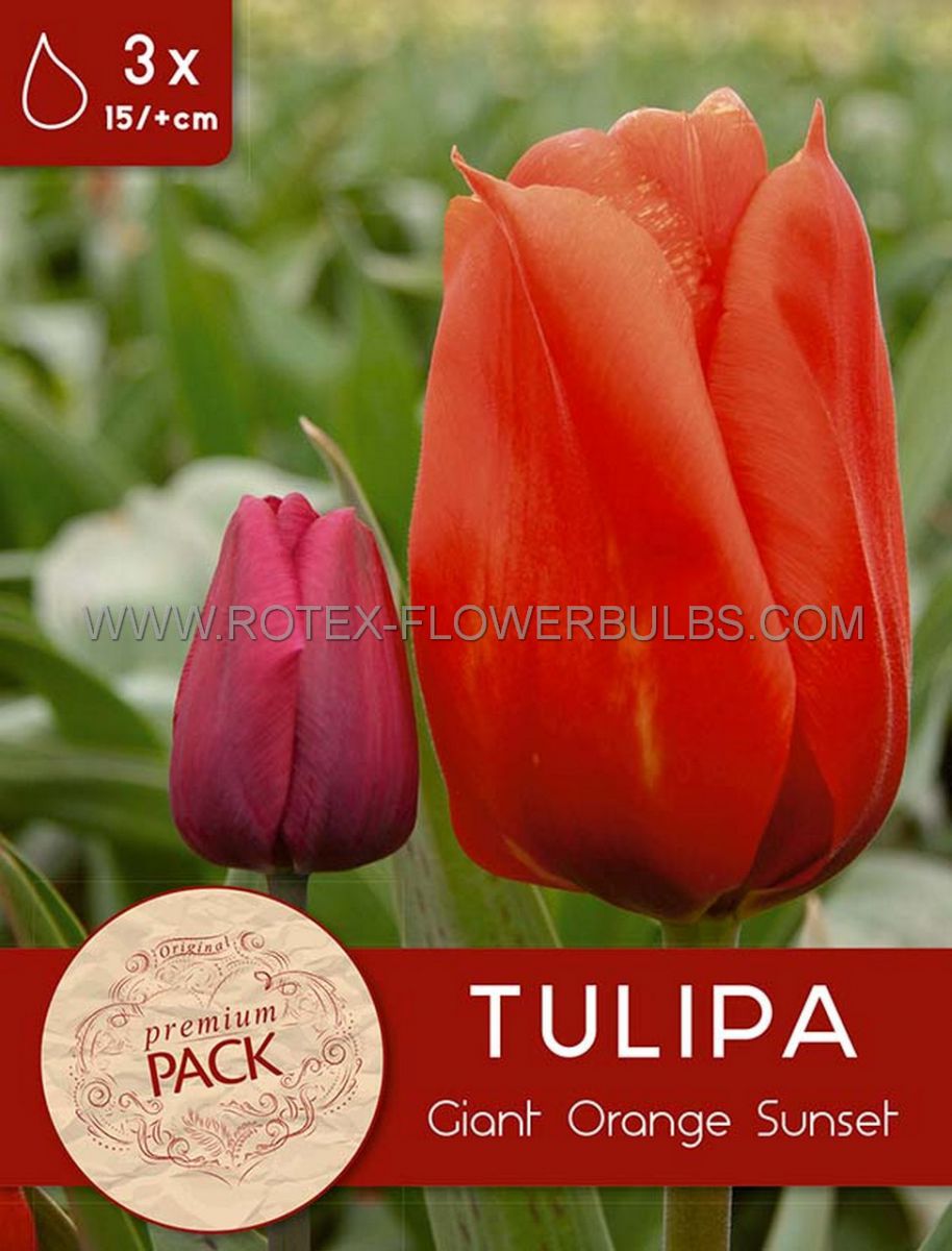 premium tulipa pkgs greigii giant orange sunset 15 cm 10 pkgsx 3