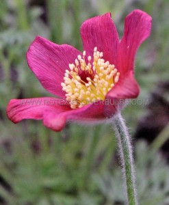 PULSATILLA (PASQUE FLOWER) VULGARIS ‘RUBRA‘ I (25 P.BAG)