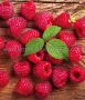 Raspberry ‘Heritage‘ (Everbearing) 1Yr. No.1 - RS101 (25 p.Bag)