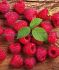 Raspberry Heritage Everbearing 1Yr. No.1 - RS101 25 p.Bag