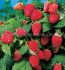 Raspberry Heritage Everbearing 1Yr. No.1 - RS101 25 p.Bag