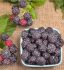 Raspberry Jewel Mid-Season 1Yr. No.1 - RS108 25 p.Bag