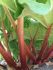 rheum ornamental rhubarb rhabarbarum holsteiner blut i 25 pbag