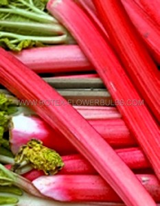 Rhubarb ‘Canada Red‘ 1 ½“ (25 Loose p.Carton) Rhubarb ‘Canada Red‘ 1 ½“ (25 Loose p.Carton)