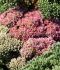 sedum stonecrop hybrida autumn joy i 25 pbag