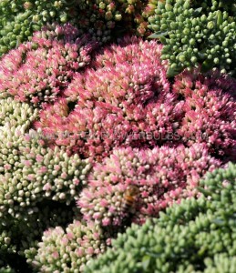 Sedum (Stonecrop) Hybrid ‘Autumn Joy‘ I (200 p.Carton) Sedum (Stonecrop) Hybrid ‘Autumn Joy‘ I (200 p.Carton)