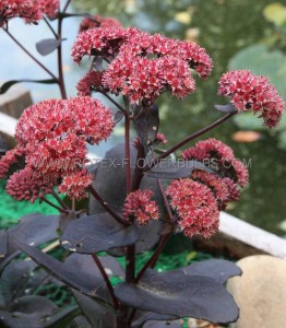 Sedum (Stonecrop) Hybrid ‘Chocolate Cherry‘ I (200 p.Carton) Sedum (Stonecrop) Hybrid ‘Chocolate Cherry‘ I (200 p.Carton)