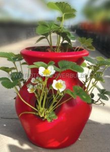 Strawberry Peek-A-Boo Planter Kit: Strawberry Plants Display - DGST1672  (27 Kits x 7)