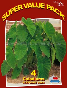 Colocasia Esculenta (Elephant Ear) 7“-9“ (20 Super Value Pkgs.x 4) Colocasia Esculenta (Elephant Ear) 7“-9“ (20 Super Value Pkgs.x 4)