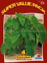 Colocasia Esculenta (Elephant Ear) 7“-9“ (20 Super Value Pkgs.x 4) Colocasia Esculenta (Elephant Ear) 7“-9“ (20 Super Value Pkgs.x 4)