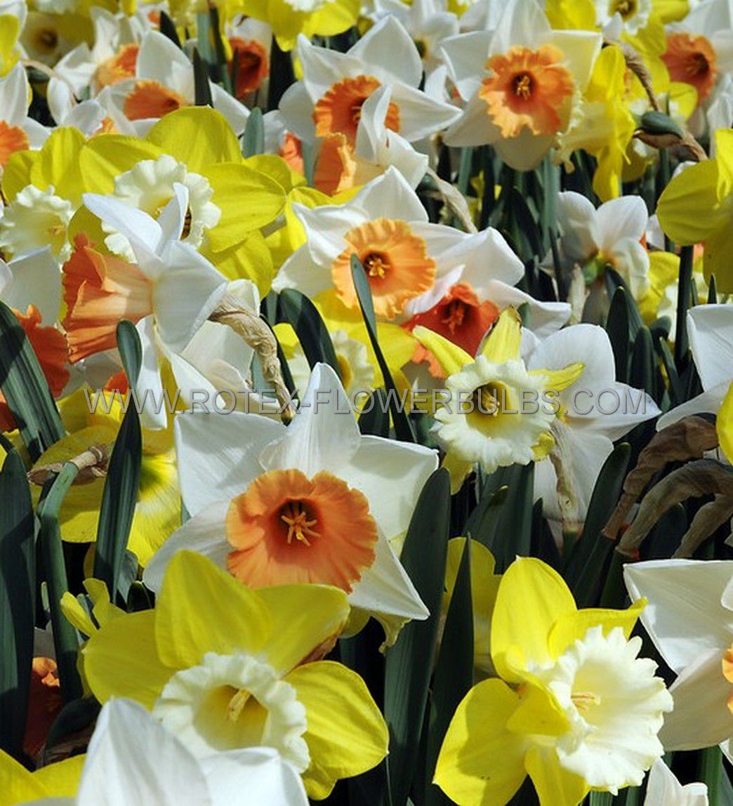 super value pkgs daffodil narcissus mix 1214 10 pkgsx 25