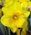 super value pkgs daffodil narcissus trumpet yellow 1214 10 pkgsx 25