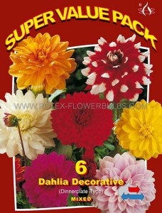 Dahlia Decorative ‘Mix‘ II (20 Super Value Pkgs.x 6) Dahlia Decorative ‘Mix‘ II (20 Super Value Pkgs.x 6)