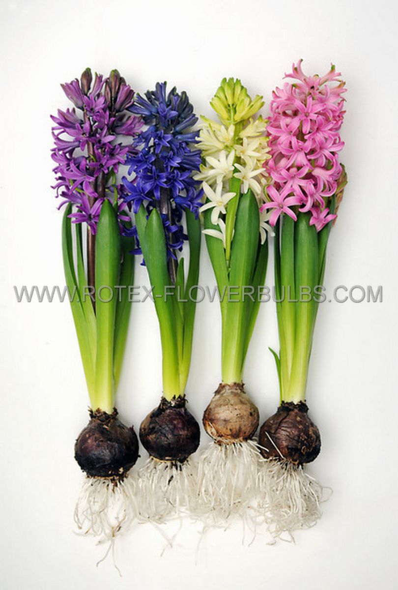 super value pkgs hyacinthus orientalis mix 1415 cm 20 pkgsx 12