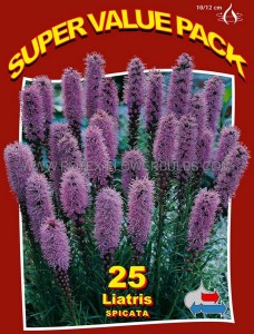 Liatris (Gayfeather) Spicata ‘Blue‘ 10/12 cm. (20 Super Value Pkgs.x 25)