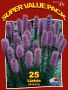 Liatris (Gayfeather) Spicata ‘Blue‘ 10/12 cm. (20 Super Value Pkgs.x 25)