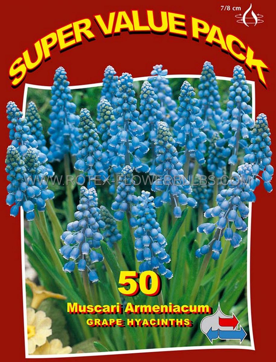 super value pkgs miscellaneous muscari armeniacum 78 cm 20 pkgsx 50
