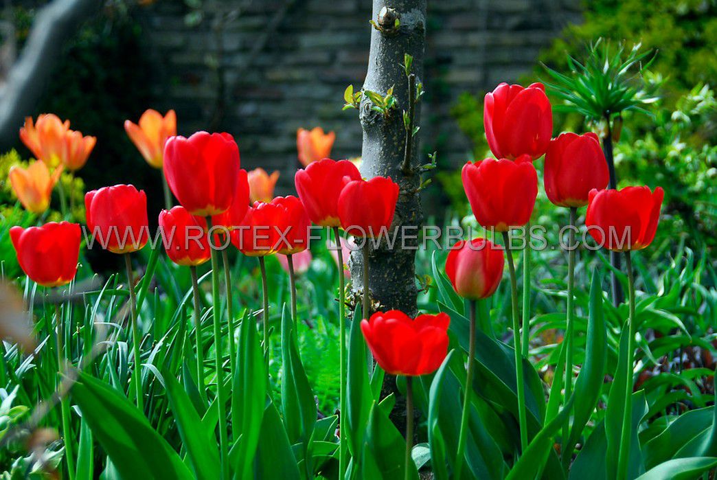 super value pkgs tulipa darwin hybrid apeldoorn 12 cm 20 pkgsx 25