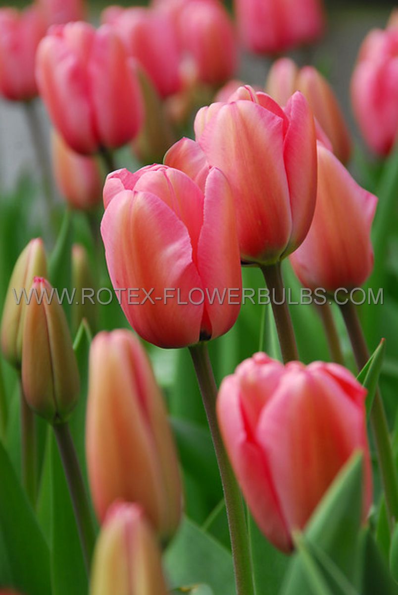 super value pkgs tulipa darwin hybrid pink impression 12 cm 20 pkgsx 25