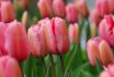 tulipa darwin hybrid pink impression 12 cm 20 super value pkgsx 25