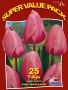 Tulipa Darwin Hybrid ‘Pink Impression‘ 12/+ cm. (20 Super Value Pkgs.x 25)