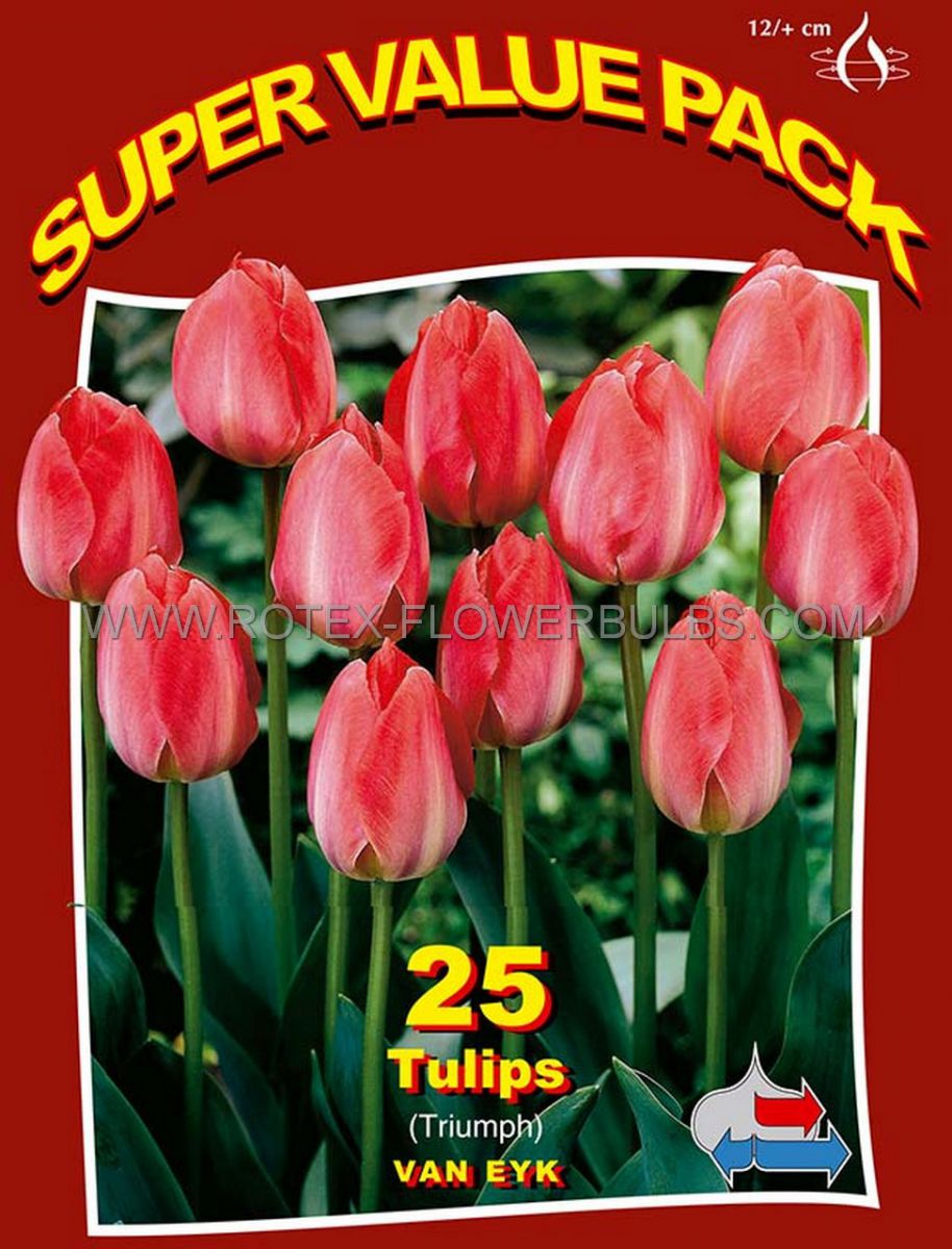super value pkgs tulipa darwin hybrid van eyk 12 cm 20 pkgsx 25