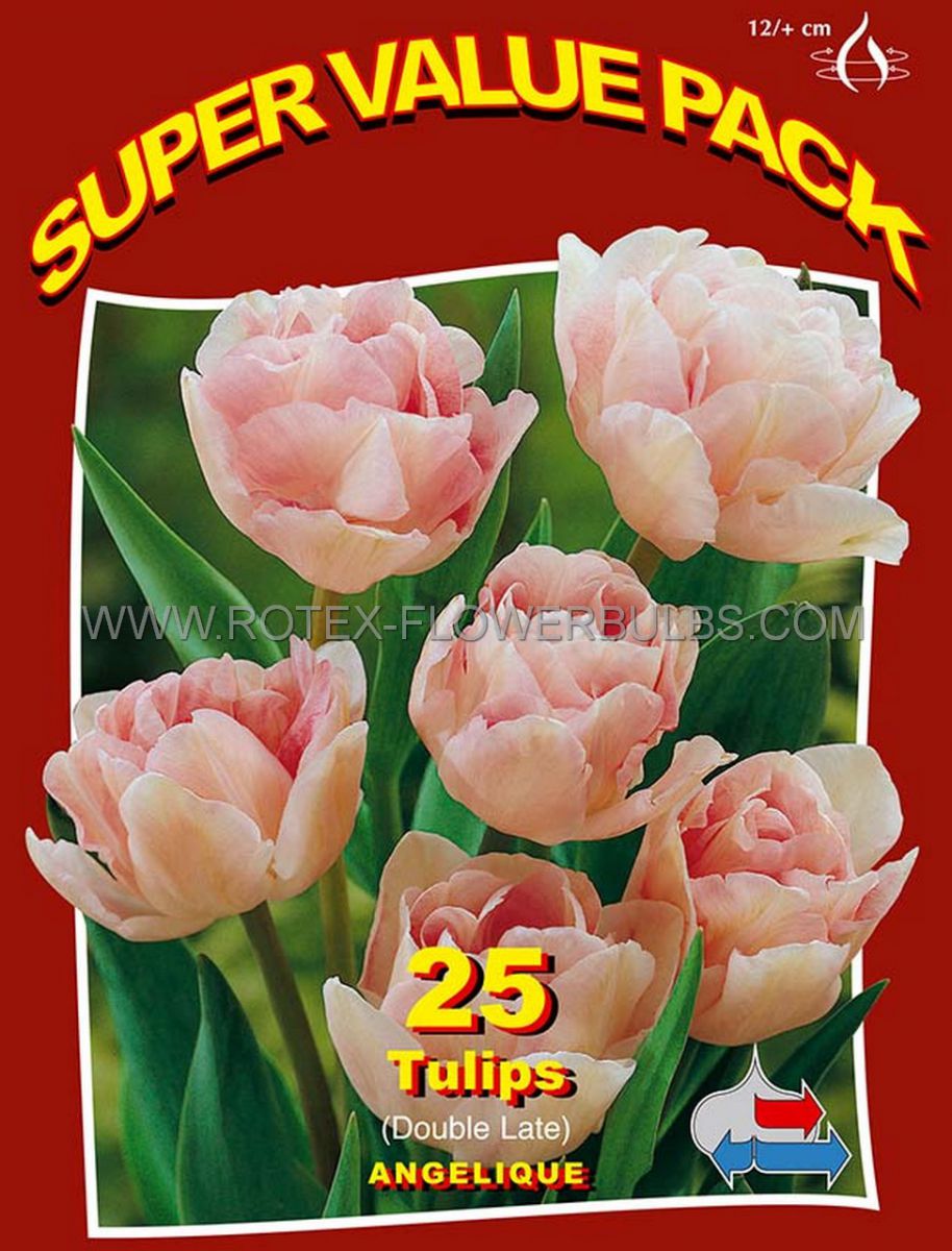 super value pkgs tulipa double late angelique 12 cm 20 pkgsx 25