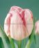 Tulipa Double Late Foxtrot 12 cm. 20 Super Value Pkgs.x 25