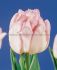Tulipa Double Late Foxtrot 12 cm. 20 Super Value Pkgs.x 25