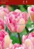 Tulipa Double Late Foxtrot 12 cm. 20 Super Value Pkgs.x 25
