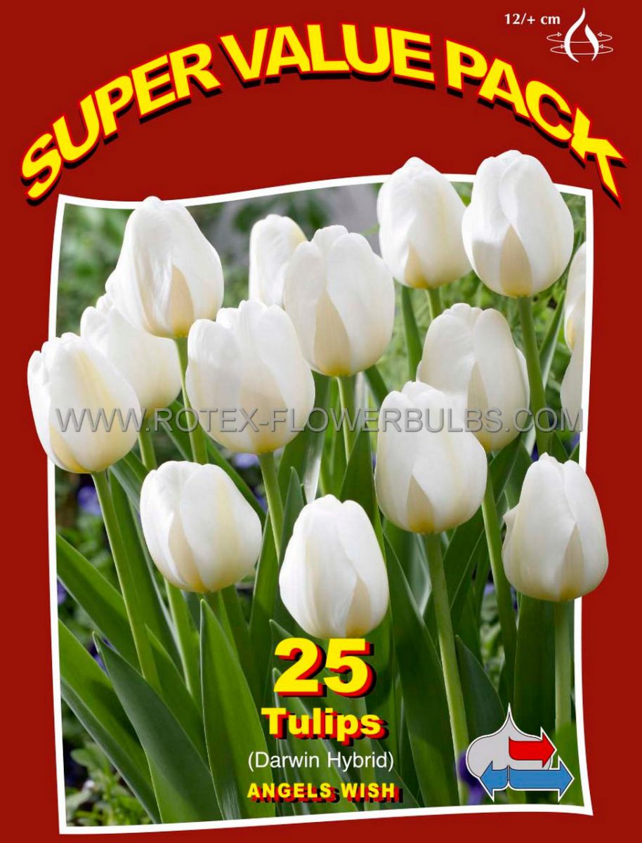 super value pkgs tulipa single late angels wish 12 cm 20 pkgsx 25