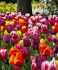 super value pkgs tulipa triumph assorted 12 cm 20 pkgsx 25