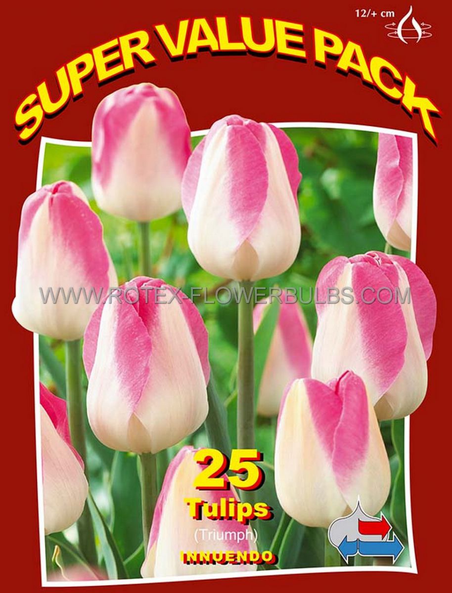 super value pkgs tulipa triumph innuendo 12 cm 20 pkgsx 25
