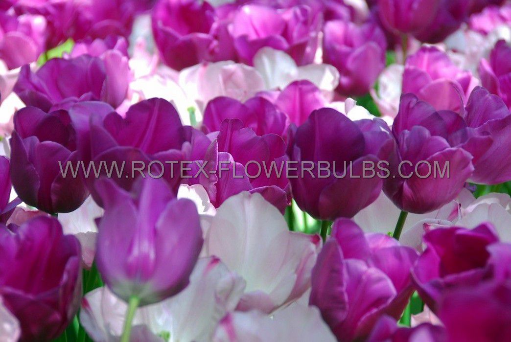 super value pkgs tulipa triumph negrita 12 cm 20 pkgsx 25