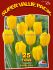 tulipa triumph strong gold 12 cm 20 super value pkgsx 25