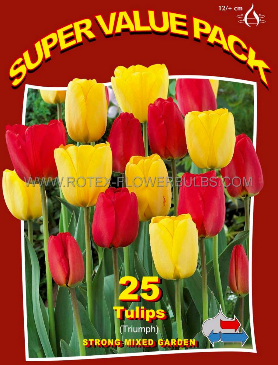 super value pkgs tulipa triumph strong mixed garden 12 cm 20 pkgsx 25