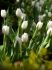 tulipa triumph white dream 12 cm 20 super value pkgsx 25