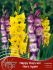 symphony of colors pkgs gladiolus mix happy days are here again 1214 cm 25 pkgs x 18