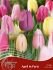 symphony of colors pkgs tulipa april in paris 12 cm 25 pkgsx 18