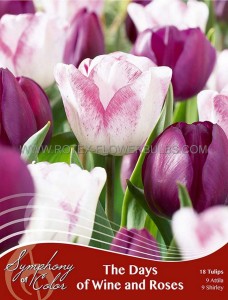 TULIPA ‘DAYS OF WINE AND ROSES‘ 12/+ CM. (25 SYMPHONY OF COLORS PKGS.X 18)
