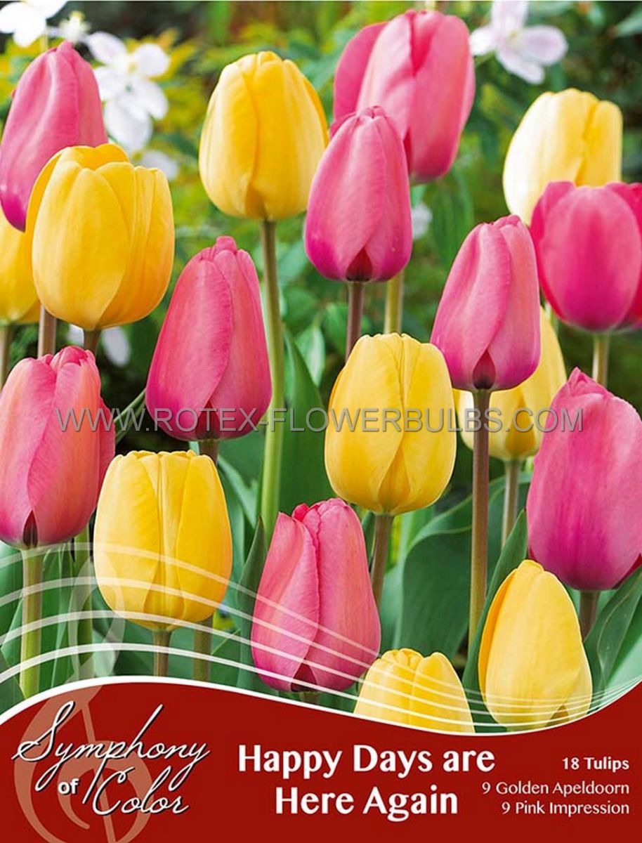 symphony of colors pkgs tulipa happy days are here again 12 cm 25 pkgsx 18
