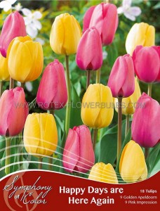 TULIPA ‘HAPPY DAYS ARE HERE AGAIN‘ 12/+ CM. (25 SYMPHONY OF COLORS PKGS.X 18)