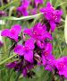 Tradescantia (Spiderwort) Andersoniana ‘Red Grape‘ I (25 p.Bag)