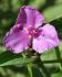 Tradescantia Spiderwort Andersoniana Red Grape I 300 p.Carton