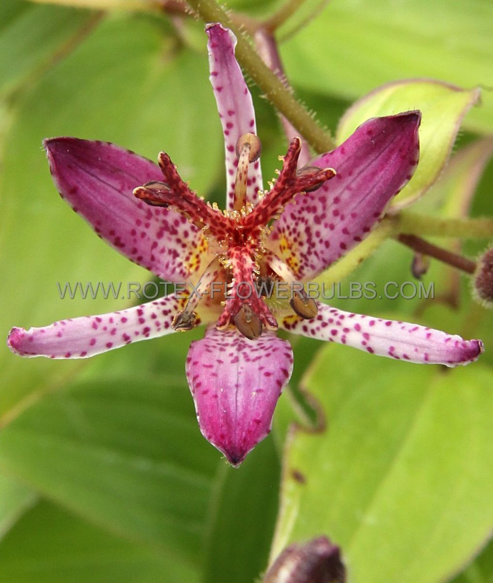 tricyrtis toad lily formosana purple beauty i 25 pbag